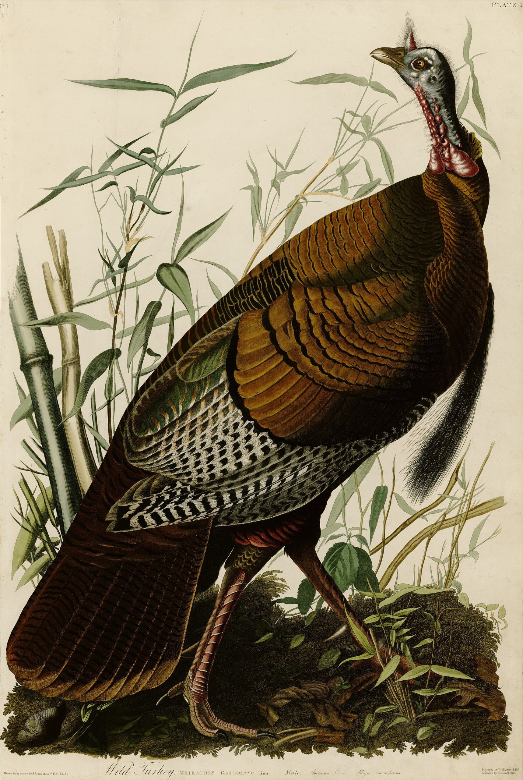 Illustration of a Wild Turkey by John James Audubon, made by hand coloring a copper plate engraving.