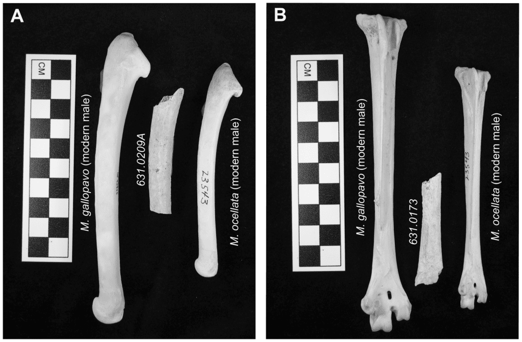 Lower arm and lower leg bones from two species of turkey are shown with scale bars next to turkey bone fragments from an archaeological site