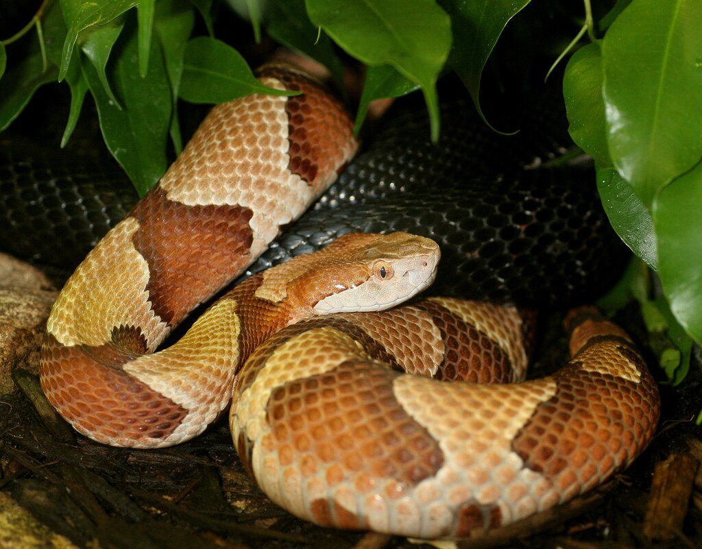 A beautiful adult copperhead at rest, showing the pale, unmarked upper lip.
