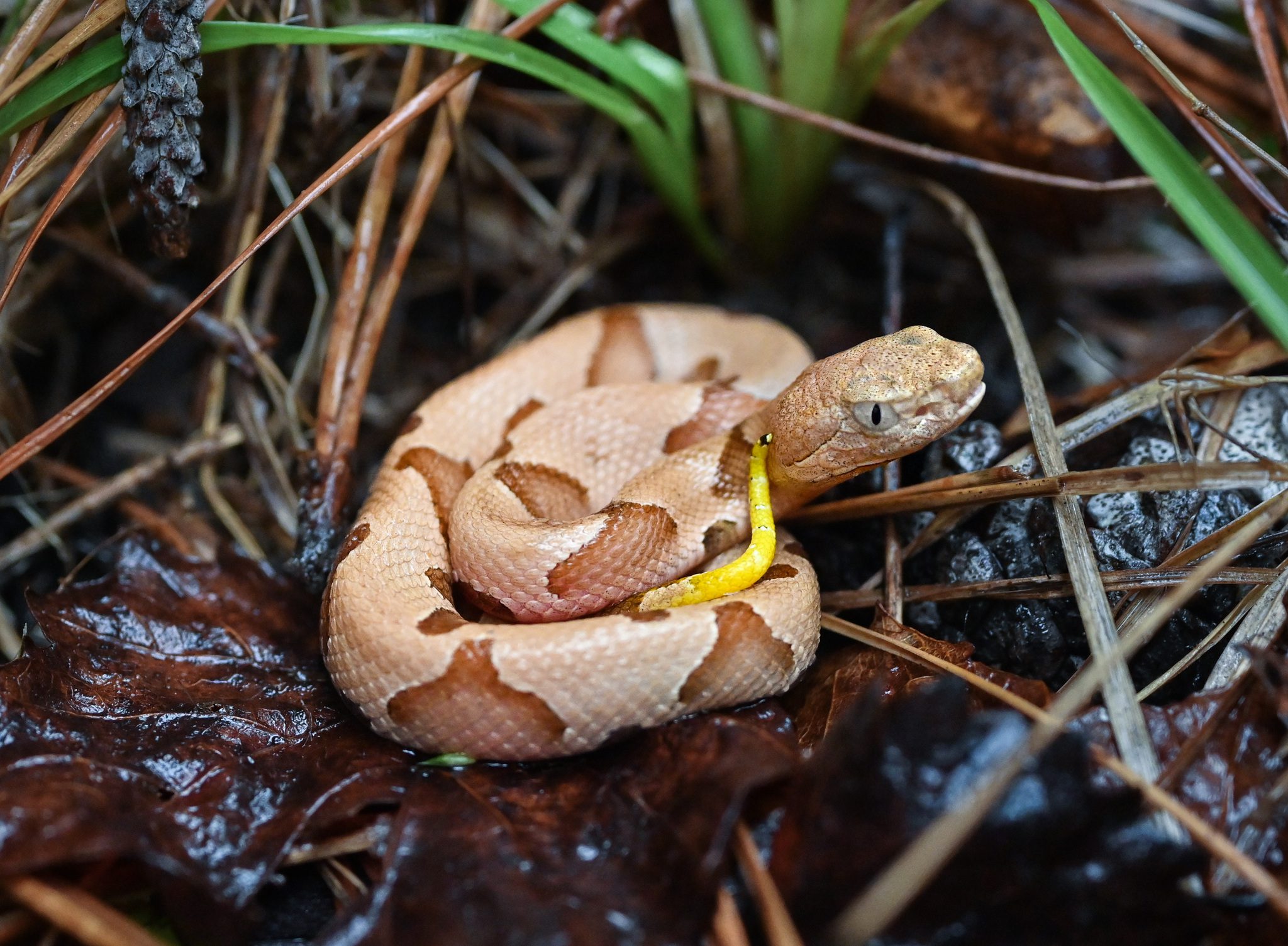 A baby copperhead with its yellow tail tip clearly visible.