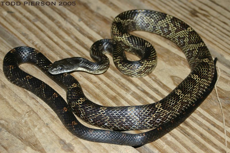 A black ratsnake with a faint pattern on a wooden deck.