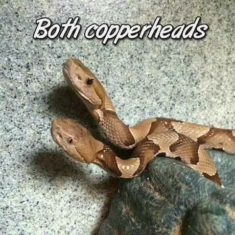 Two young copperheads, one with vertical pupils and one with round pupils