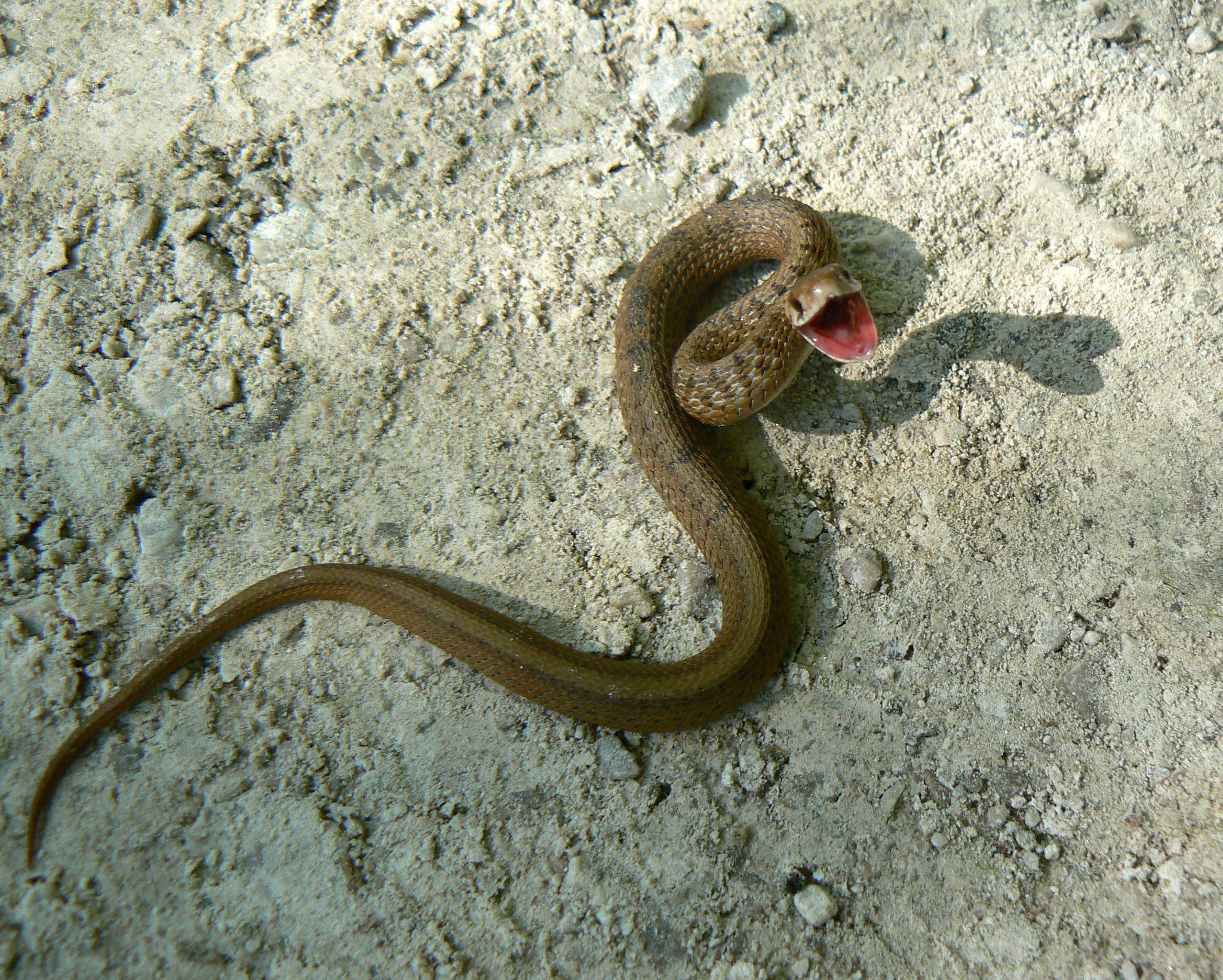 A Dekay’s Brown Snake in a defensive posture with its mouth open.