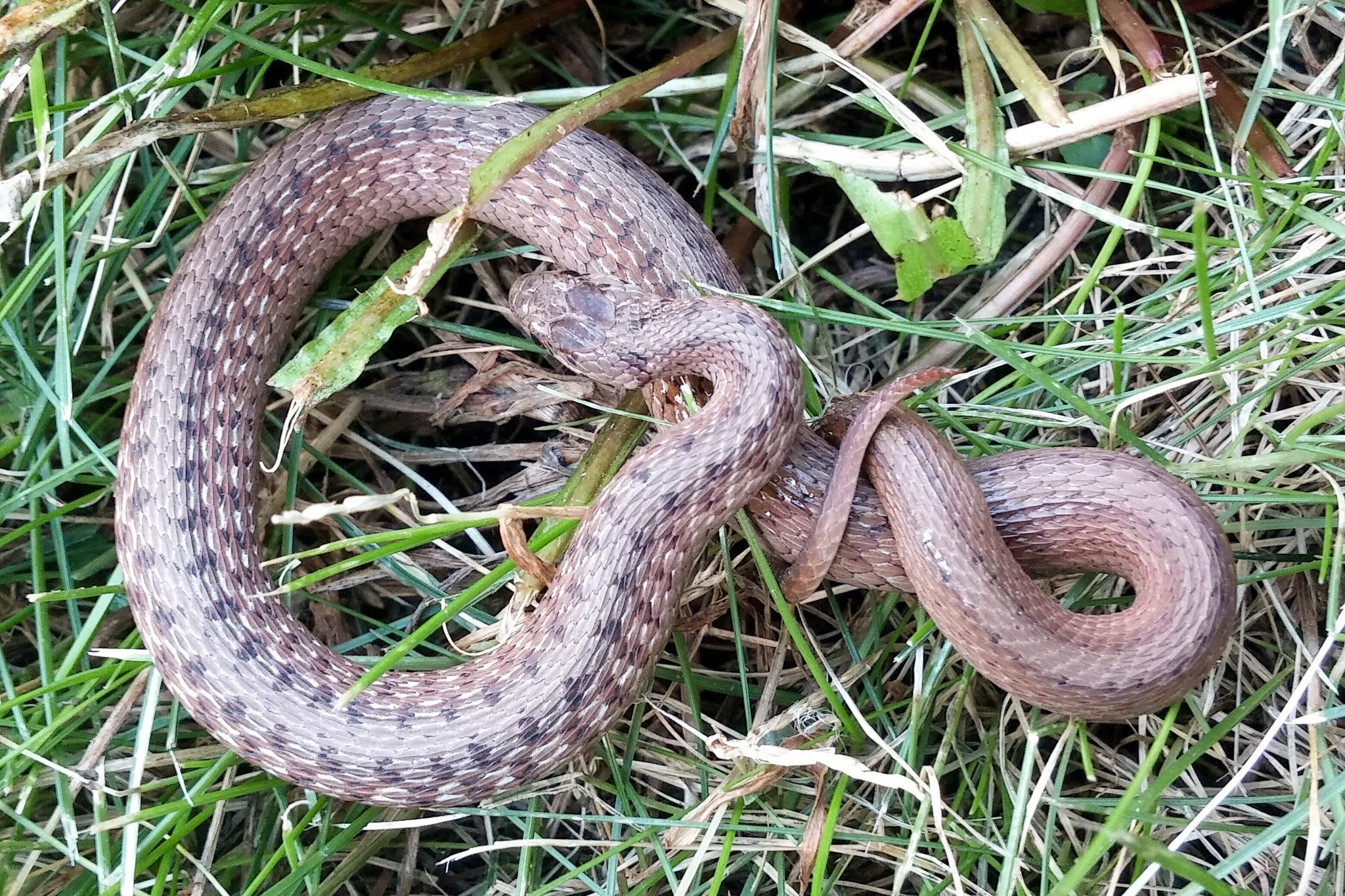 A Dekay’s Brown Snake showing a faint checkered pattern. 