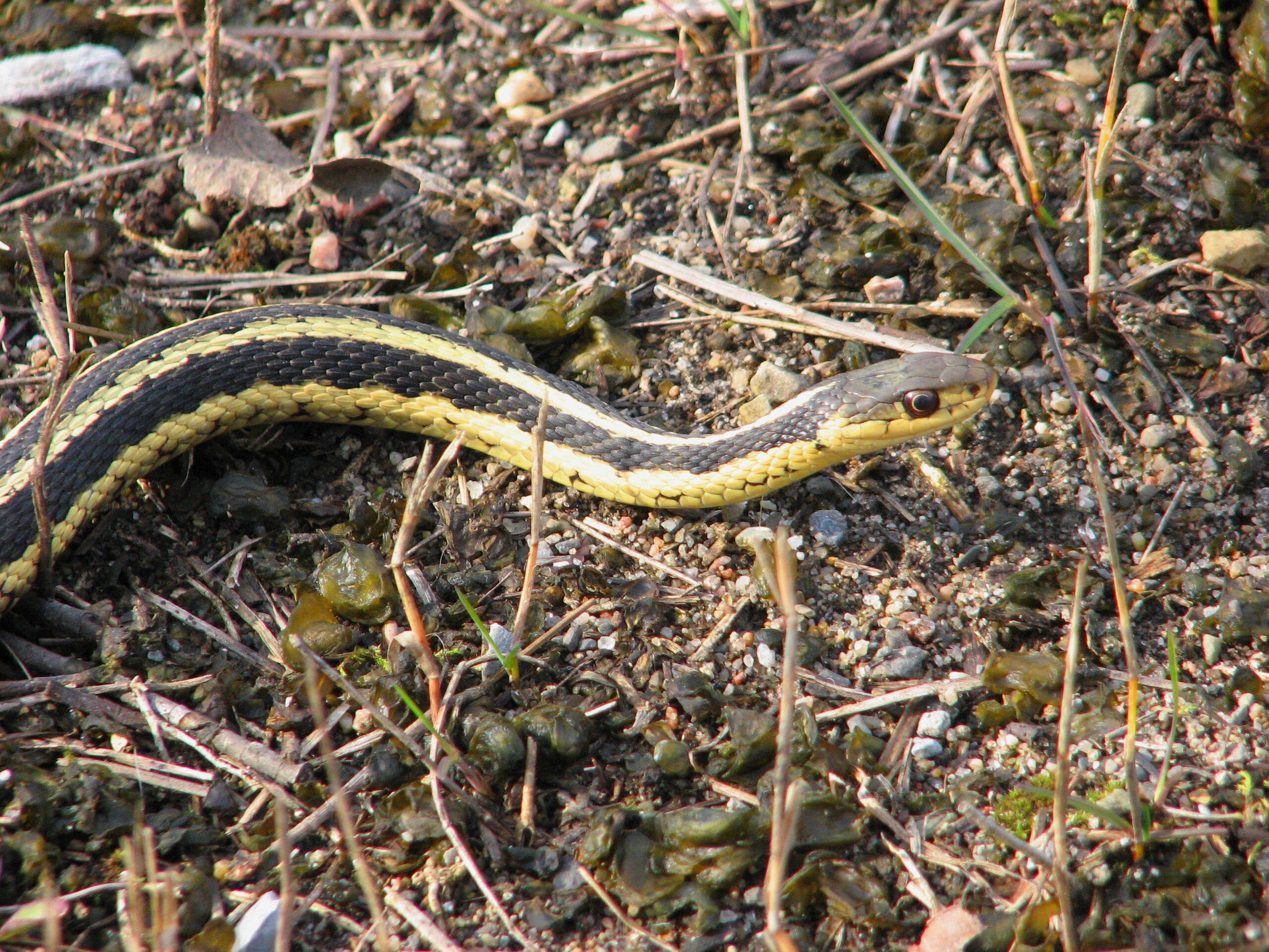 A closeup of a Garter Snake head and neck, showing its distinctive stripes.