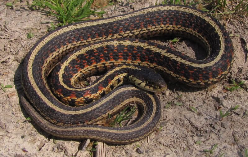This beautiful garter snake has inflated itself in a defensive posture, showing red markings between the scales of its dark gray stripes.