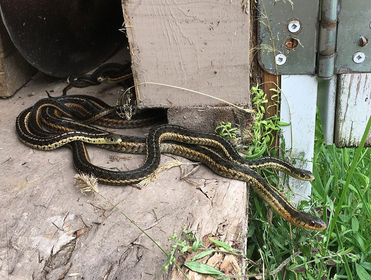 Several garter snakes emerging from a dwelling in springtime.
