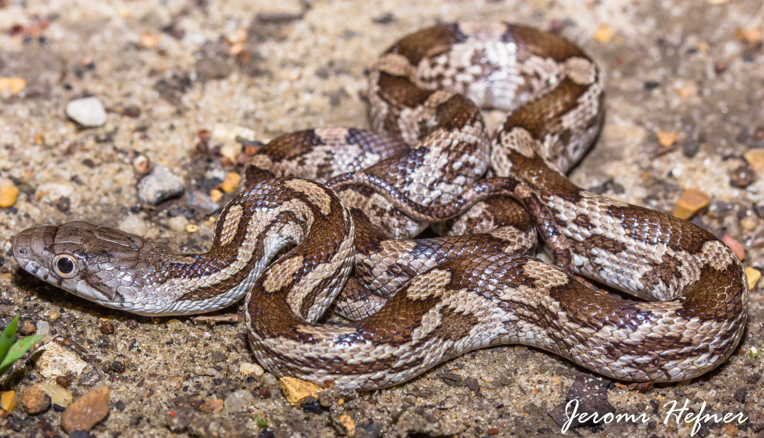 A brown and light gray patterned baby snake on a rocky substrate.