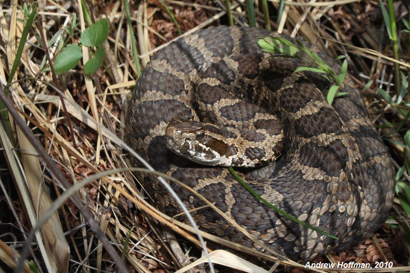 An Eastern Massasauga coiled up in a prairie habitat.