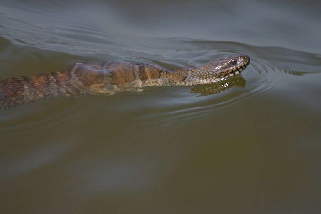 A light brown watersnake with brick red markings gliding across the water’s surface.
