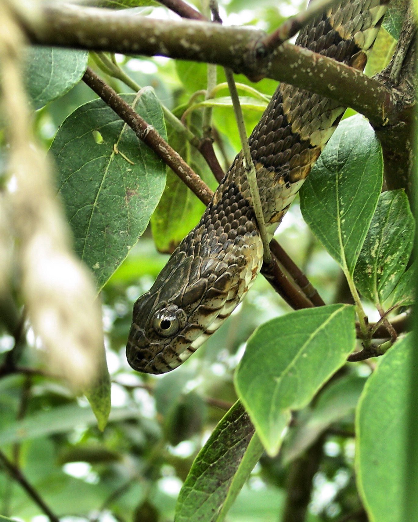 A closeup of a watersnake’s head, showing its distinctive “froggy” eyes.