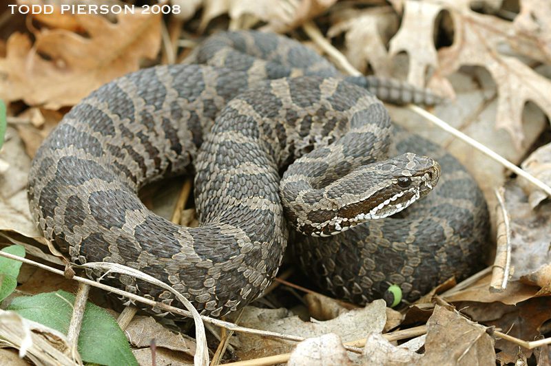 An Eastern Massasauga coiled at rest in dry leaves.