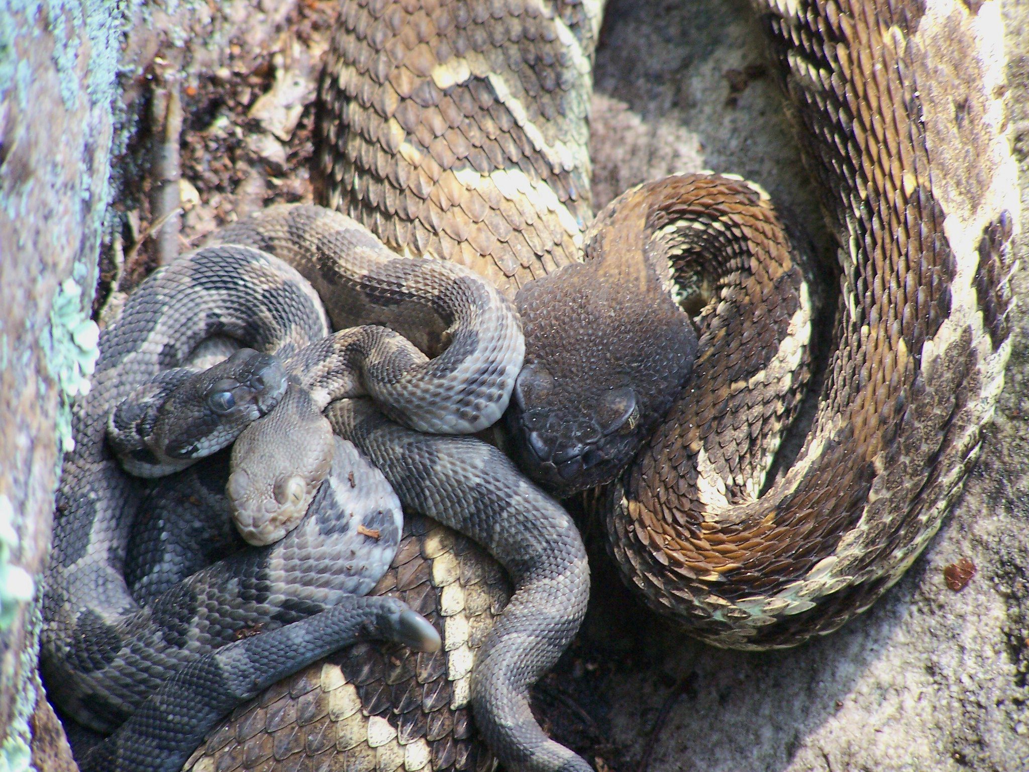 A female Timber Rattlesnake guarding two tiny, recently born young from predators.
