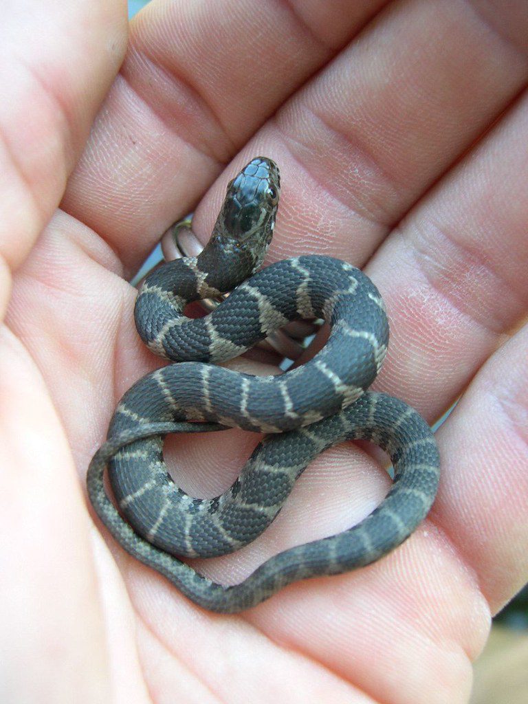 A tiny baby watersnake with dark gray wide blotches on a light gray background, curled up in a person's hand.