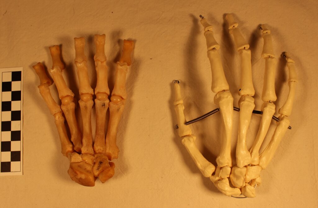 The bones of a bear paw next to the bones (plastic) of a human hand.