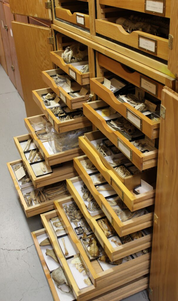 Cabinets with drawers open to show the skeletal collection. 