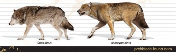 An illustration showing the size difference between the modern Gray Wolf and the extinct Dire Wolf
