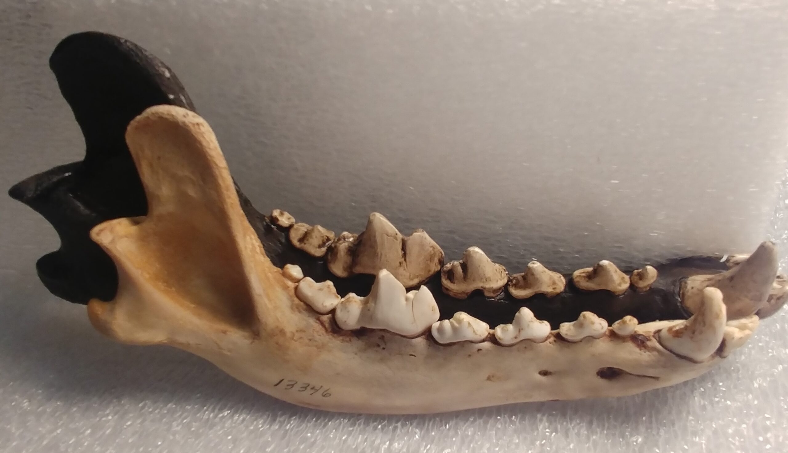 A smaller modern Gray Wolf mandible compared to a larger mandible from the extinct Dire Wolf.