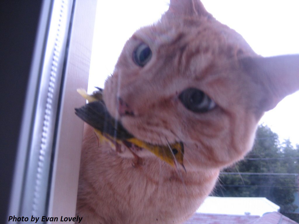 A ginger cat clutching a terrified yellow and black Wilson's Warbler in its mouth.