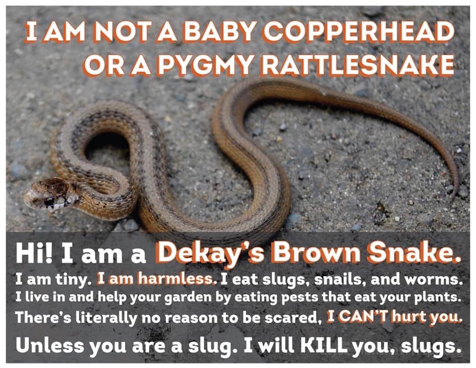 Infographic shows a Dekay's Brown Snake on mud. Text reads: "I am not a baby copperhead or a pygmy rattlesnake. Hi! I am a Dekay's Brown Snake. I am tiny. I am harmless. I eat slugs, snails, and worms. I live in and help your garden by eating pests that eat your plants. There's literally no reason to be scared. I CAN'T hurt you. Unless you are a slug, I will KILL you, slugs."