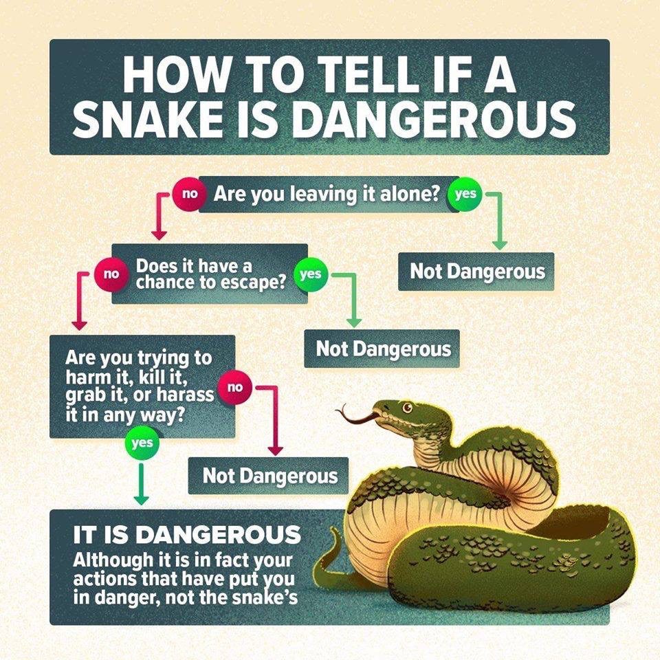 If you leave a snake alone, it's not dangerous.