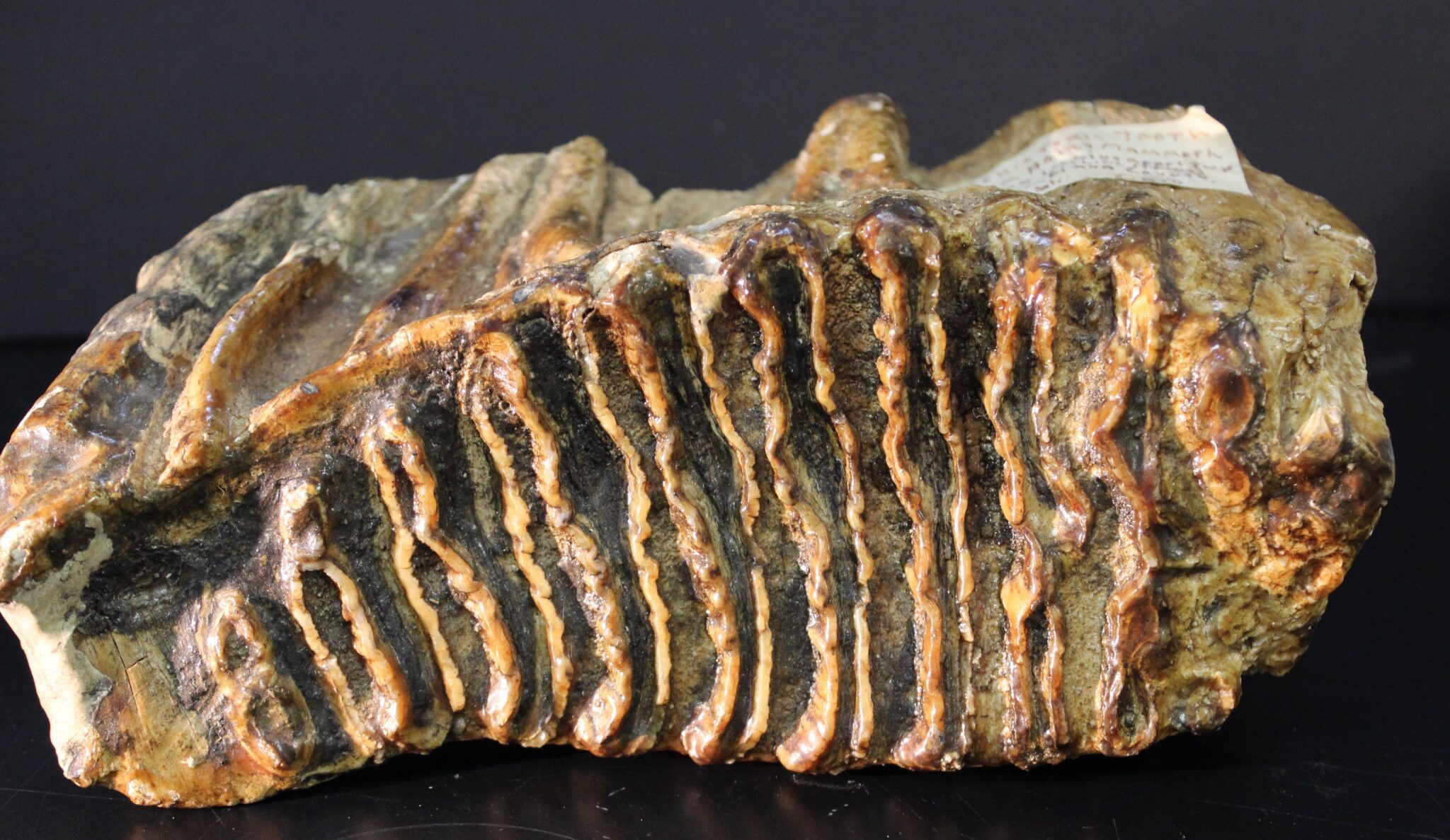 What is it? Identification of Natural History Objects Ohio History