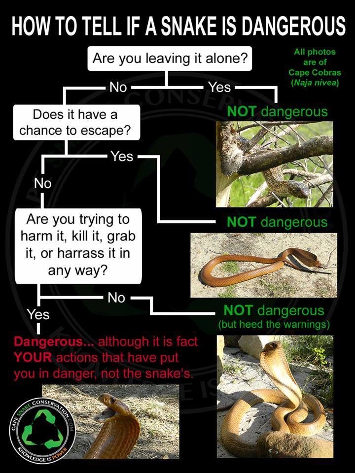 If you leave a snake alone, it's not dangerous.