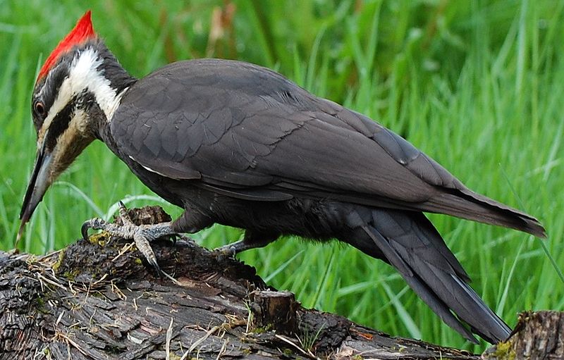 Pileated-Woodpecker-by-Andrew-Brownsword.jpg
