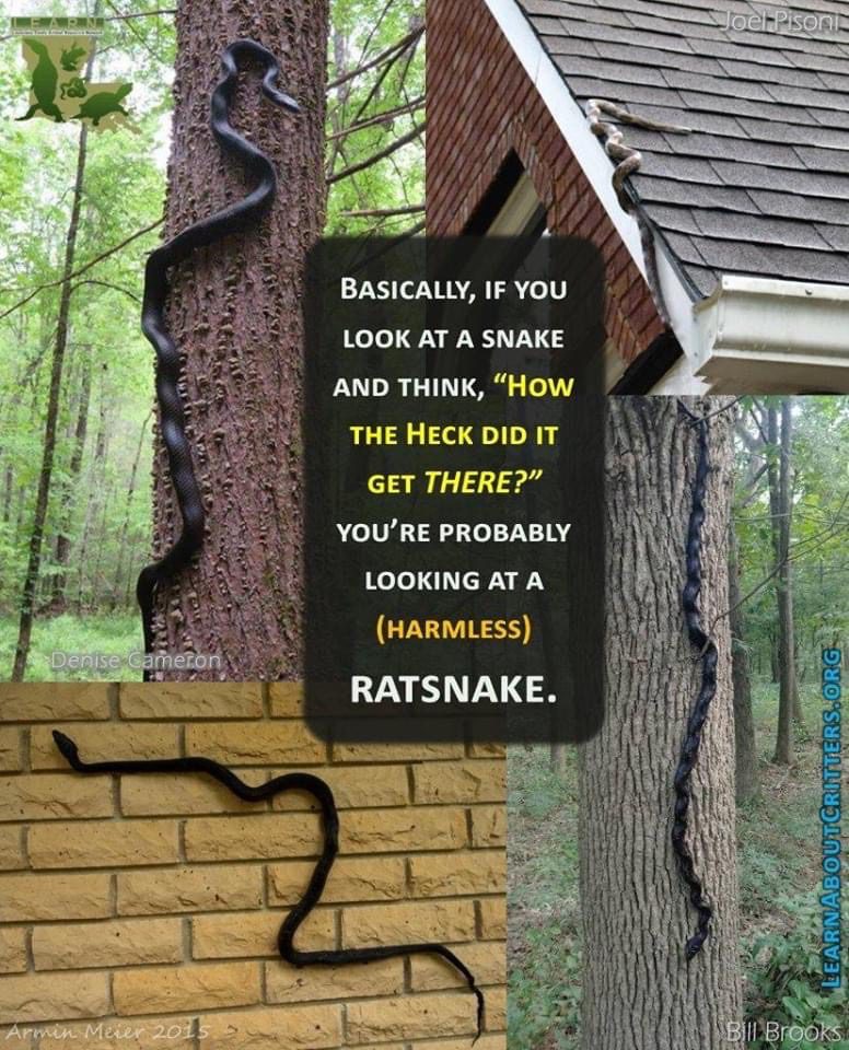 Image text: if you look at a snake and think, "how the heck did it get there?" you're probably looking at a (HARMLESS) ratsnake.