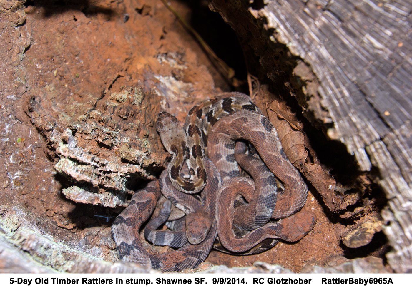 Baby Rattlers on Greenbrier Ridge Ohio History Connection