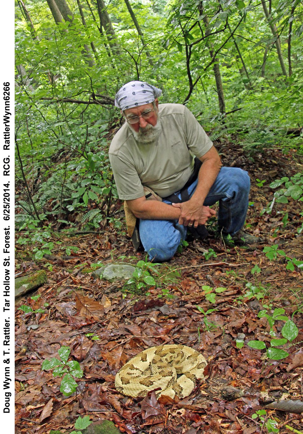 Herpetologist Doug Wynn with a Timber on a study site in southern Ohio.