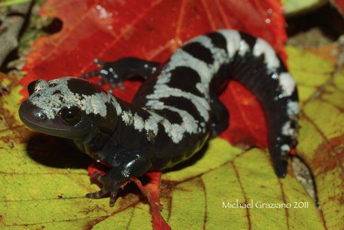 Salamander-photo-by-M-Graziano.jpg