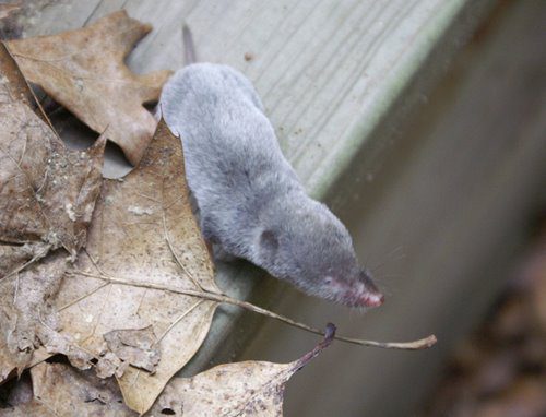 fuzzy-shrew.jpg