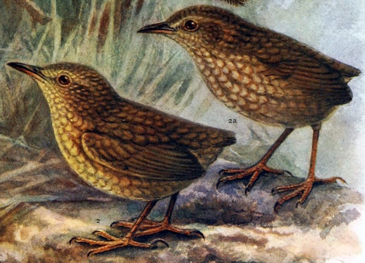 A detailed watercolor illustration of two Stephens Island Wrens