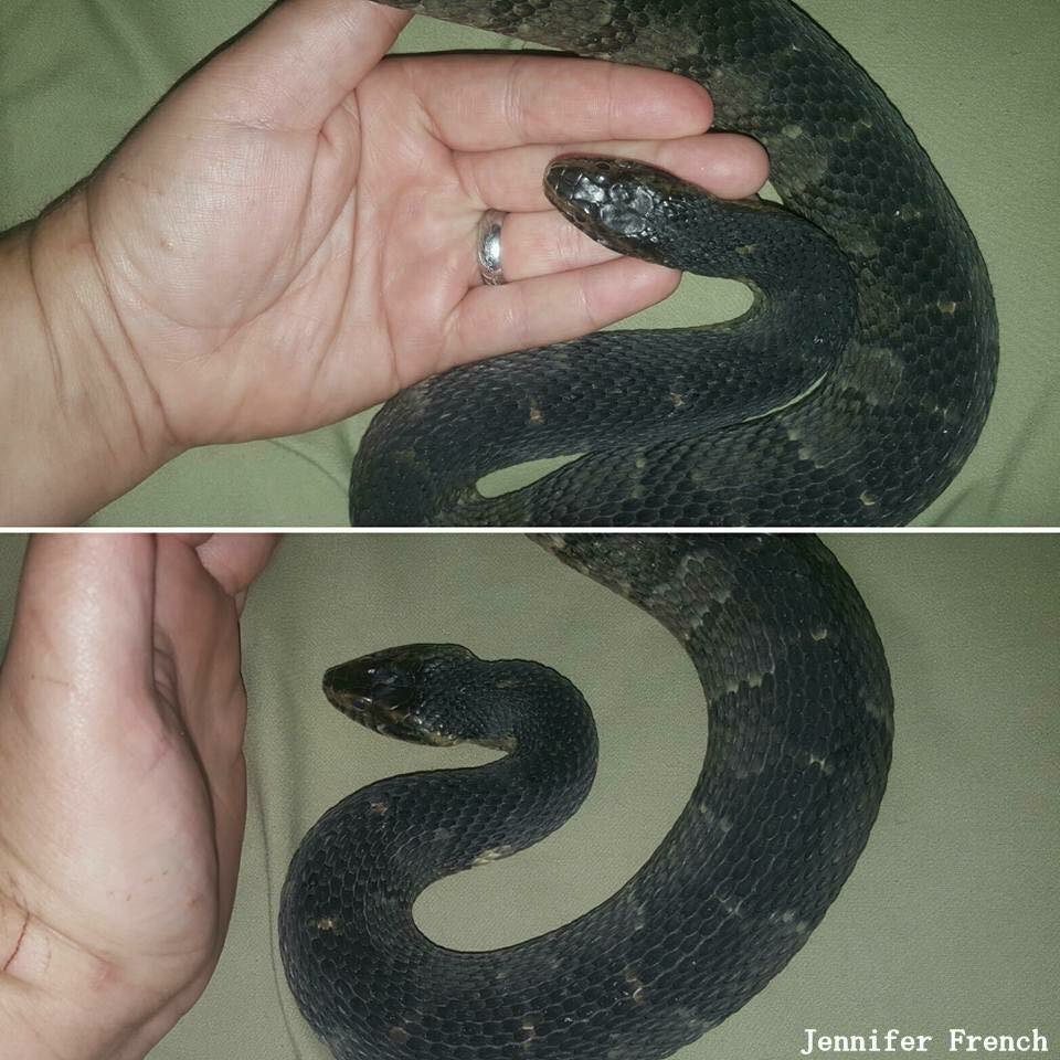 The same watersnake showing a normal head posture and a defensive head posture.