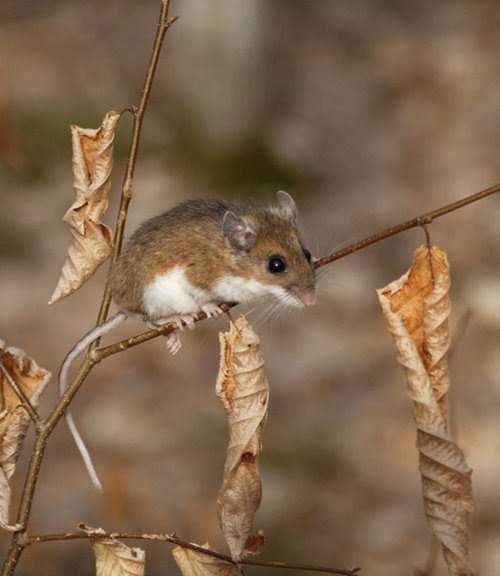 white-footed-mouse.jpg