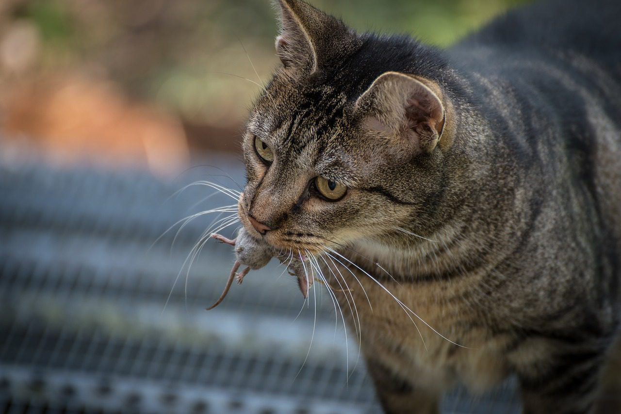 A brown tabby cat holds a dead shrew in its mouth.