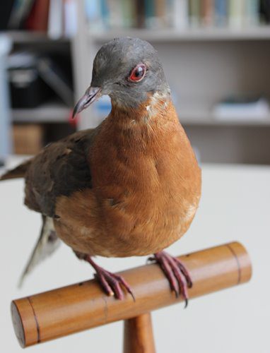 pigeon1.jpg