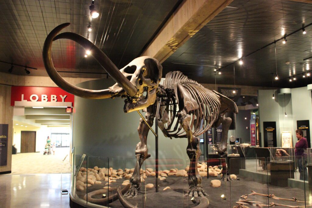 The large skeleton of the Conway mastodon stands in the exhibit hall.