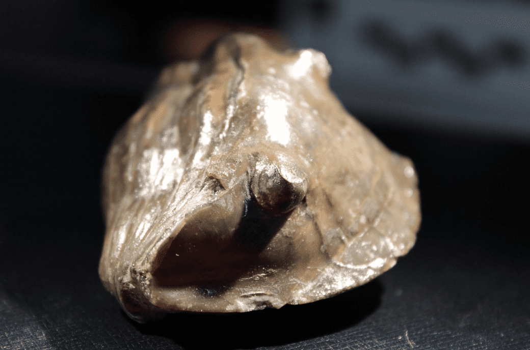 Tan trilobite with hollow at one end on blackbackground