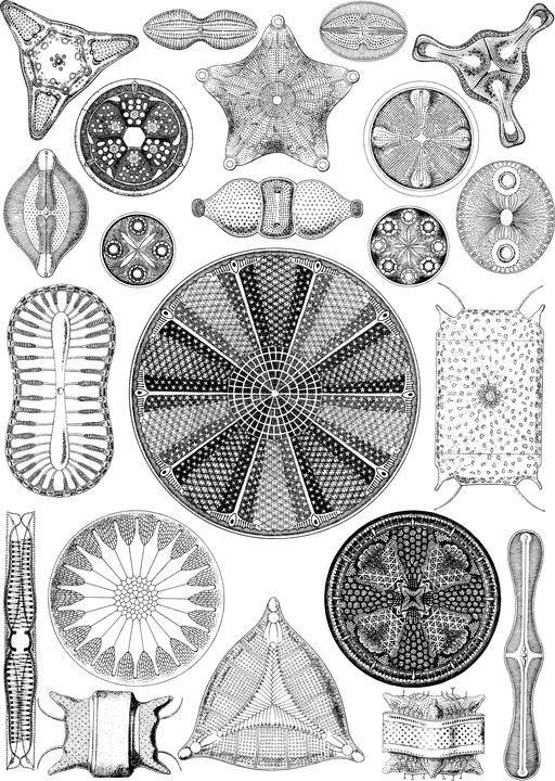 An assortment of diatoms showing cell walls