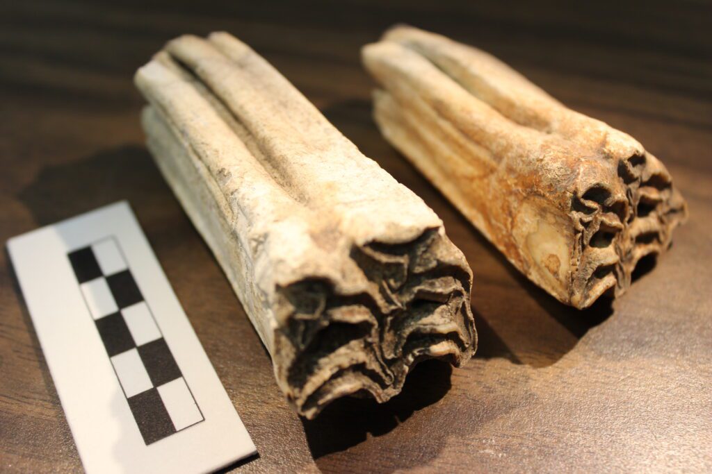 Two teeth of a horse, lying on their side with the square-shaped chewing surface towards the camera.