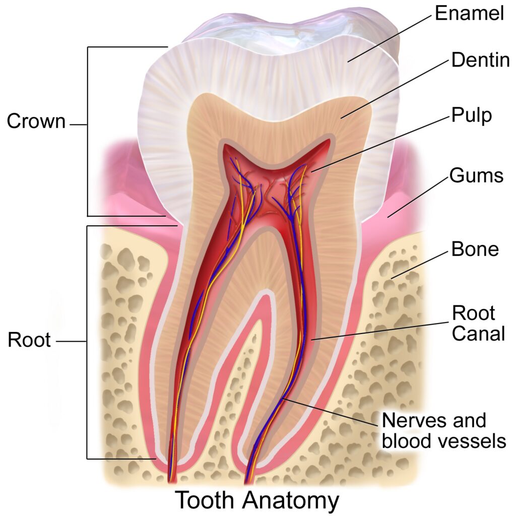 The cross-section of a tooth with the structures labelled. 