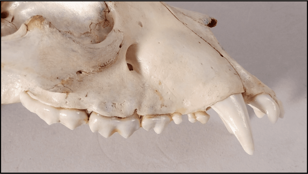 The side view of a black bear skull, showing the cheekteeth and large canine.