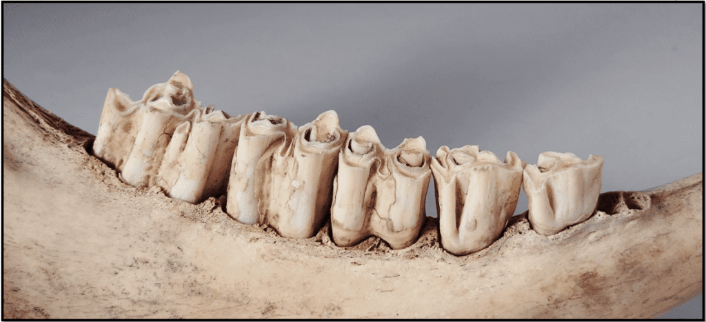 A close-up view of the teeth of a cow mandible.