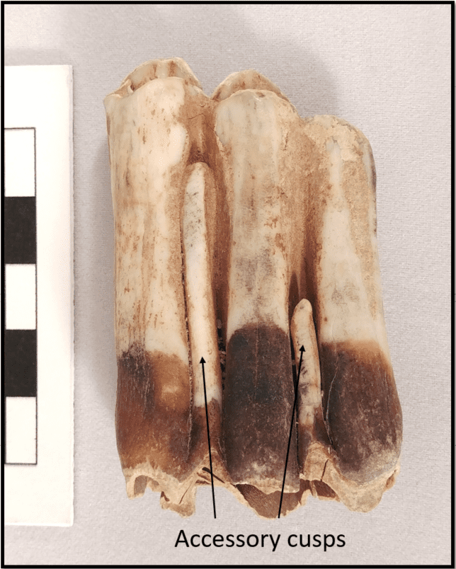 A view of a single cow cheektooth, noting the high crown and accessory cusps. and acc