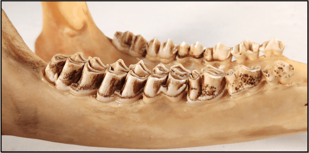 The mandible of a white-tailed deer, with a close-up view of the cheekteeth.