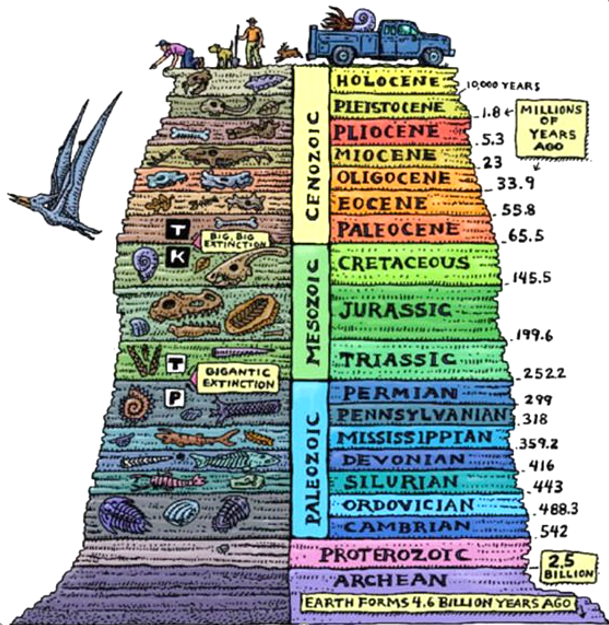 A cross-section through the earth with the time periods labelled and sample fossils for each period.
