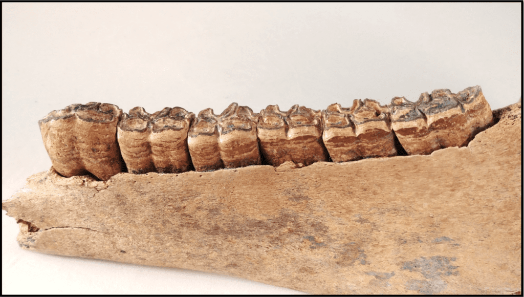 The left mandible of a horse, showing the side and chewing surface of the teeth. 