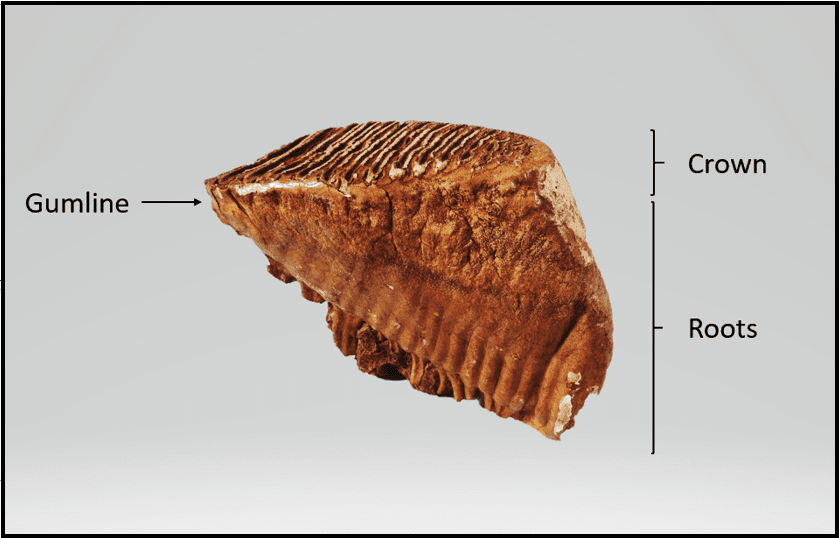 A large tooth from a Woolly Mammoth.